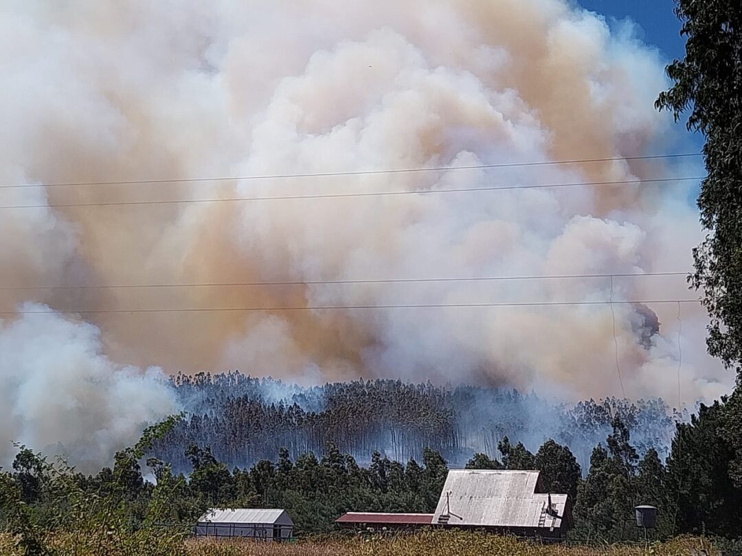 Incendio - araucanía 1